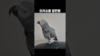 앵무새랑 티키타카 되는 집, 여기 있습니다ㅋㅋ / 회색…