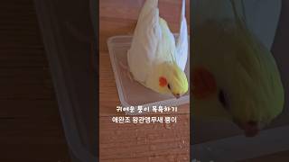 귀여운 왕관앵무새 시원한 목욕 #왕관앵무새 #애완조#c…