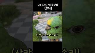 노래 주머니 자신감 만렙 #아마존앵무새 #아랑이 #pa…