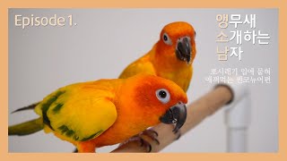 앵무새종류 EP1. 태양을 닮은 앵무새 썬코뉴어