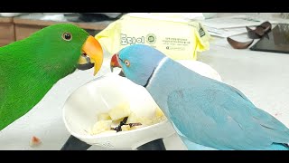 앵무새쪽에서 일 하게 된 계기