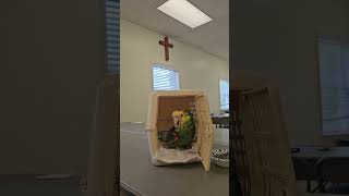 타샤 더 앵무새