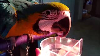 청금강 앵무새 물 마시다 하늘 한번만 보는 이유~