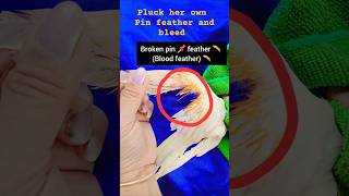 Why Cockatiel Plucks Pin  Feather  #CockatielCare #Featherplucking  #cockatielPinFeather