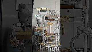  네~ 계속 물 거예요 #아빠의탄식#퀘이커앵무송꾸꾸