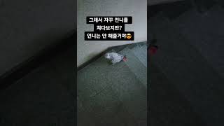 집사한테 콧방귀 뀌는 앵무새 #회색앵무붐이 #greyparrot