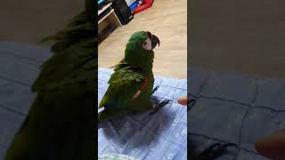 만세~~하는 앵무새ㅋㅋ