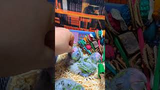 쟈딘앵무새예요. #birdslover #parrot #pets #birds #cute #animals #사계절앵무새 #앵무새성장 #앵무새분양