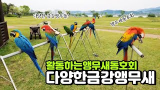 앵무새자유비행 동호회 날아라슈퍼버드팀의 다양한 앵무새들…