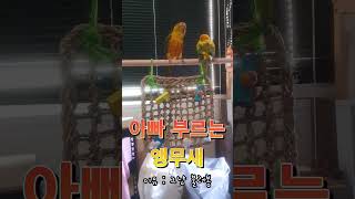 아빠 부르는 앵무새 (이유 : 그냥 불러봤다) #썬코뉴…