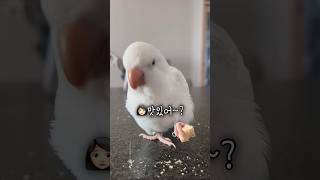 옴뇸뇸뇸 맛난 저녁드세요~ #앵무새 #러블리다다즈 #퀘이커앵무새