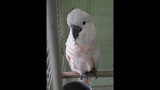 To raise a parrot well 9. (Par…