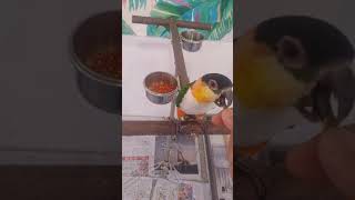 검은머리카이큐