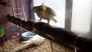 Love Song Cockatiel (왕관앵무 발정소리…