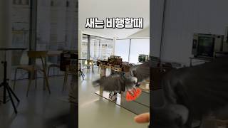 비행할 때 멋진 앵무새  가평 앵무새카페 아마조나 회색…