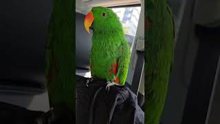 바닷가와서 기분좋은 갱상도 앵무새! 악! 귀 아파!