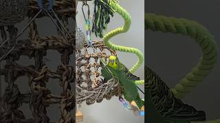 케일도 잘먹는 김열무 #birds #budgerigar…