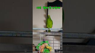 밖에 나간다네요 아리가 #말하는 #아마존 #앵무새 #아리 #앵톡 #parrot #birds #cute # 귀여운