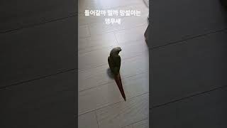 들어갈까 말까 망설이는 앵무새 #parrot #bird…