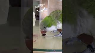 첨 먹어보는맛!블루베리 #앵무새 #퀘이커 #parrot #블루베리