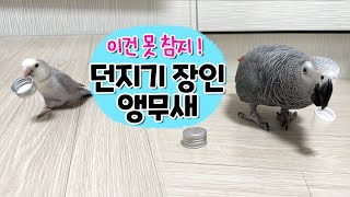 칭찬 받고 싶은 앵무새 ⚾던지기 달인 회색앵무 잠바