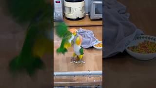 “카이큐앵무새, 식탁에서 사고쳤습니다 ”