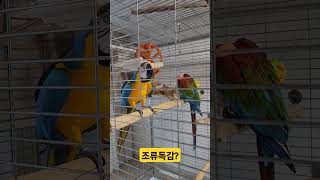 감기 걸린 앵무새 #조류독감 #사람따라는 앵무새 #마카우앵무새 #홍금강 #청금강