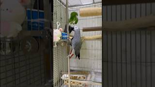 앵무새가 바질을 대하는 법 ☘️ 회색앵무 잠바