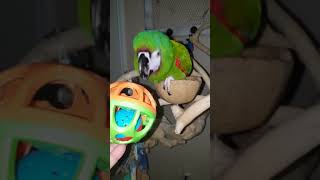 Emmy the severe macaw with the…