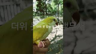 더위 못 참는 앵무새 #반려동물 #반려조 #birds …