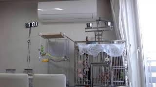 25.7.1 뉴기니아 루비 관찰캠