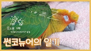 썬코뉴어가 일기를 썼어요!! (feat. 뉴기니아 친구…