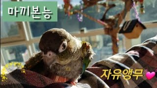 [닥터멜론] Java tree 2. 병원에 다녀온 멜론…