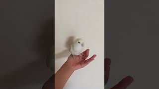 구름☁️ #song #반려동물 #루티노퀘이커 #parr…