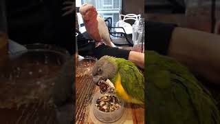 귀여운 앵무새들