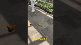 사람에게 뛰어가는 썬코뉴어앵무새 #shorts