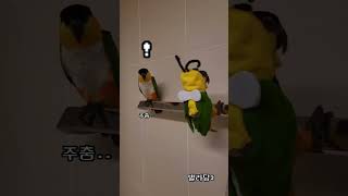 꿀벌이 된 동생을 본 앵무새의 반응은? #shorts …