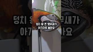 잡기놀이 좋아하는 일곱살 왕 큰 앵무새 어린 아기처럼 똑같이 놀아요 #윙스패밀리 #할리퀸마카우마르코 #잡기놀이