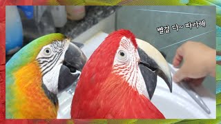 별걸 다 따라하는 앵무새 