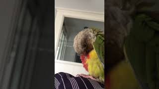 소망이의 하루 일과(코뉴어)