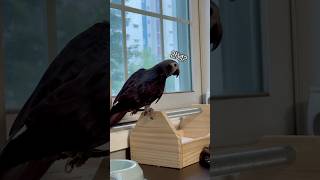 드디어 안녕을 영상에 포착..!!! ㅠㅠ #구름이 #팀…