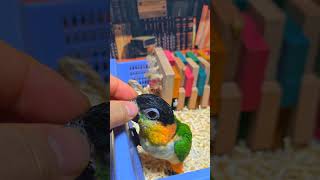 2개월 검은 머리 카이큐 남아예요