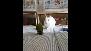 수리 쉬는  하늘이 꼬리 찝기♡ #parrot #세네갈…