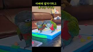 어딜 건방지게 #크림슨벨리드코뉴어 #cuteparrot…