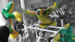 아마존앵무에게 개구리 인형을 선물했더니 !?