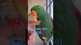 몸값  다합하면  승용차 한대 값 ㅎㄷㄷ #birds #반려동물 #뉴기니아
