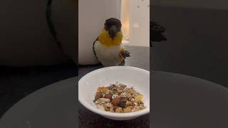 식탐 터진 앵무새 #앵무새#카이큐앵무새 #parrot#반려동물#반려조 #먹방