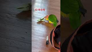 #팡이 #부수는날 #카이큐앵무새 #귀여운앵무새