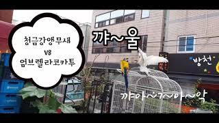 앵무새 기싸움 누가 이길까?  [청금강앵무새 vs 엄브…
