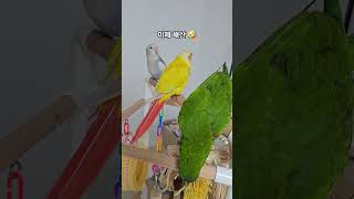 3마리 어셈블~ #birds #parrot #앵무새 #…